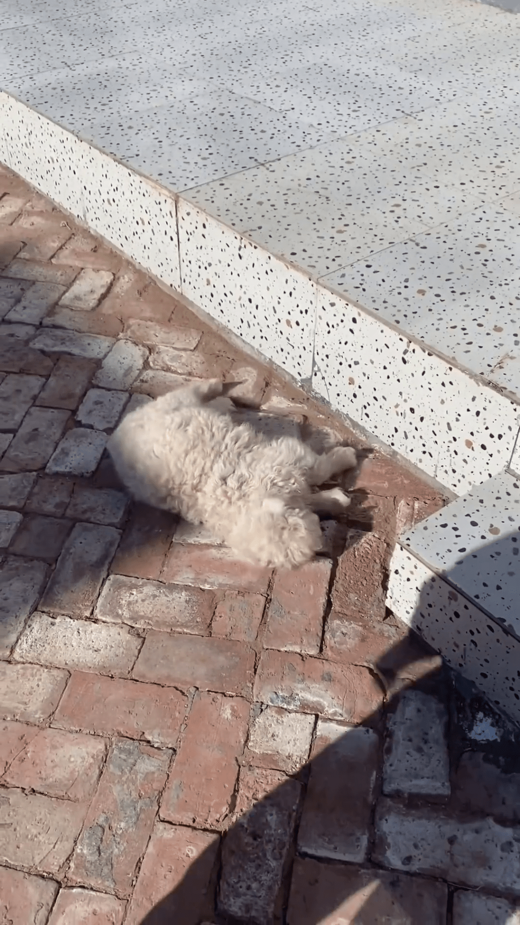 「戲精小羊」已「進化」成一喊「倒」就裝死。