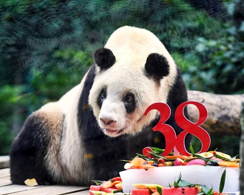 「新星」今年8月慶祝38歲生日。資料圖片