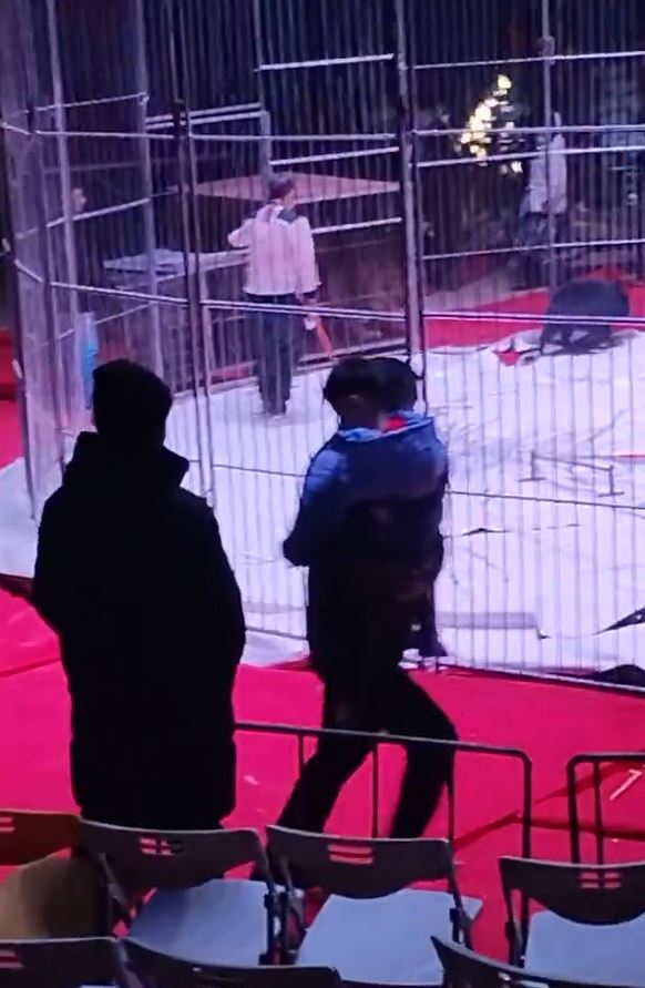 山東馬戲團的黑熊突然暴走，企圖攀出鐵欄，嚇得觀眾四散逃走。影片截圖