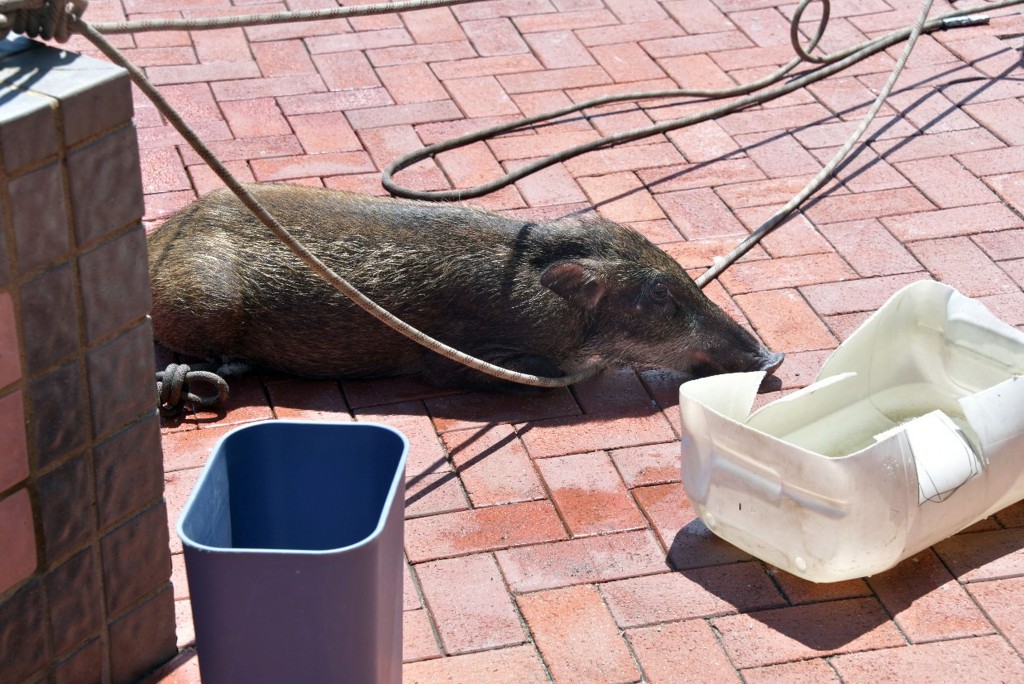 7月初一頭野豬在上環消防局對開海面被發現，獲救上岸後最終漁護署將其人道處理。資料圖片
