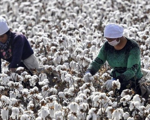 美國全面禁止進口新疆棉花和蕃茄產品。