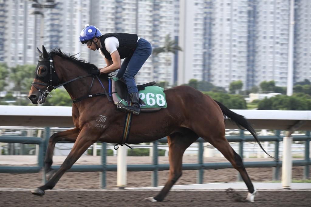 「勇敢巨星」馬身收得壯碩，走勢急勁，勇況保持有餘。