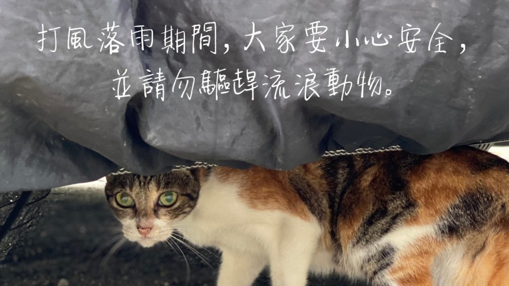 愛協呼籲市民打風期間,不要驅趕流浪動物。愛協FB