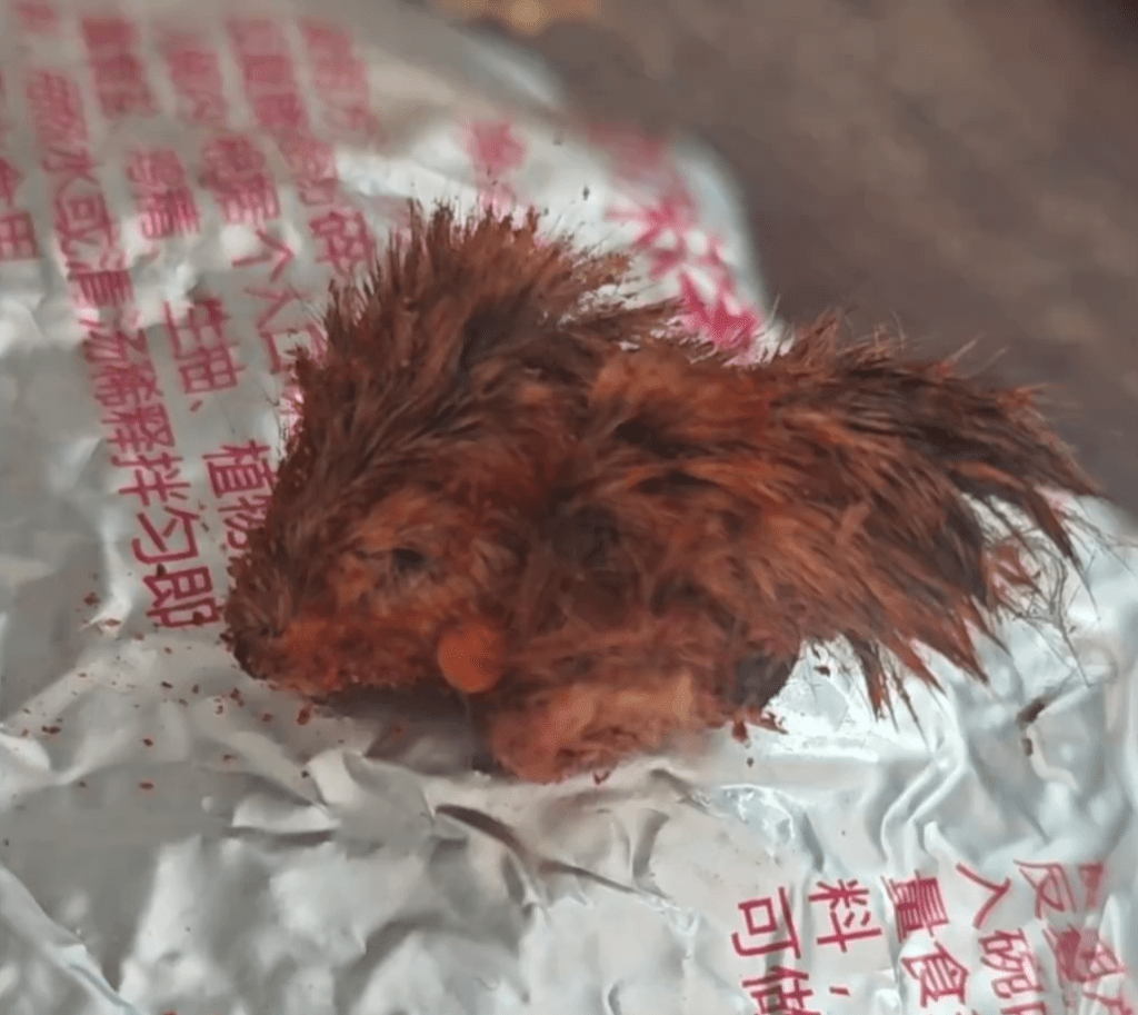 消費者稱網購辣椒麵疑吃出「鼠頭」,還有很多毛。 消費者稱網購辣椒麵疑吃出「鼠頭」,還有很多毛。