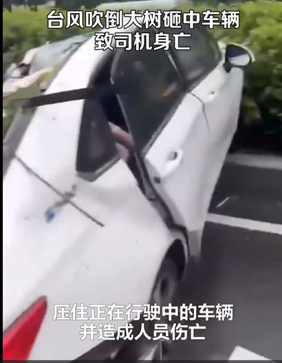 深圳一輛車被樹壓損，司機被困死亡。
