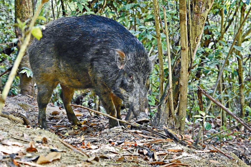 去年底大埔一隻野豬驗出非洲豬瘟。資料圖片