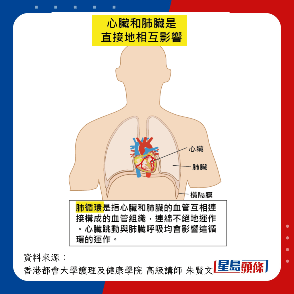 心臟與肺部的關係