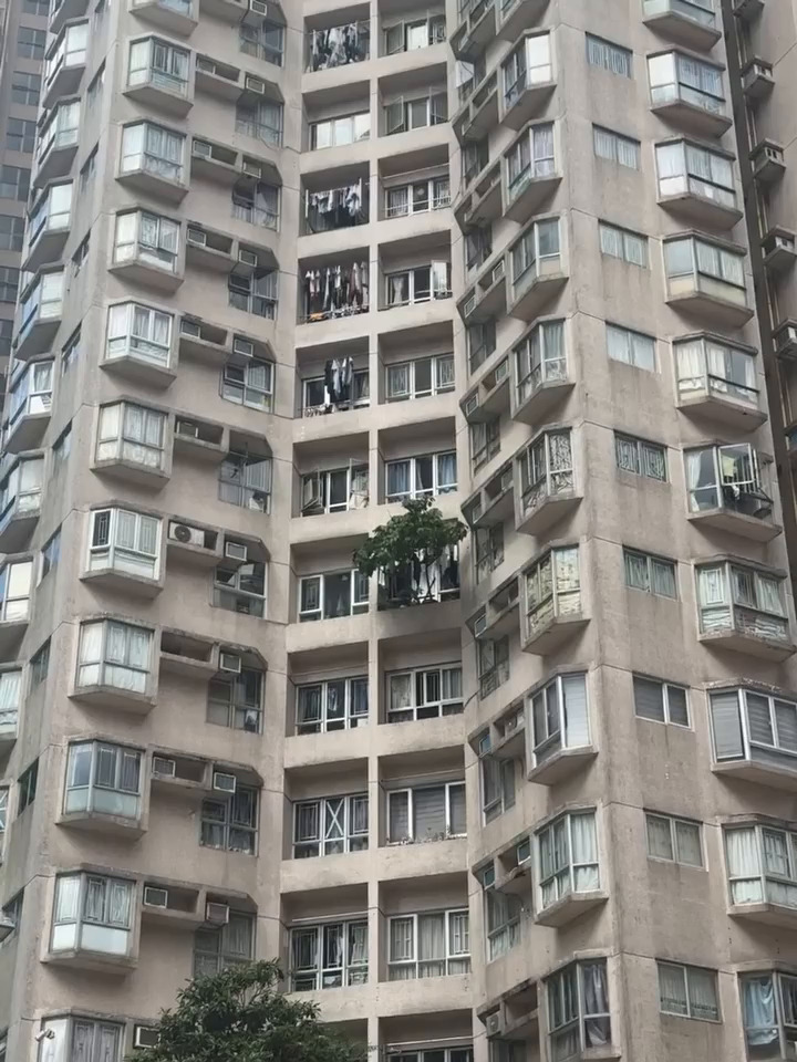樓主透露，涉事大廈位於紅磡。回應的網民 認為情況「好危險」，直指「唔能夠咁樣種 樹喎，大風啲吹落樓下整親人」。Threads截圖