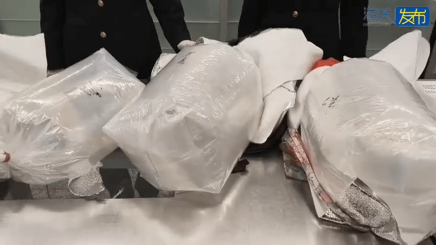 海關查獲赴港女客以注水膠袋偷運金龍魚。 海關查獲赴港女客以注水膠袋偷運金龍魚。