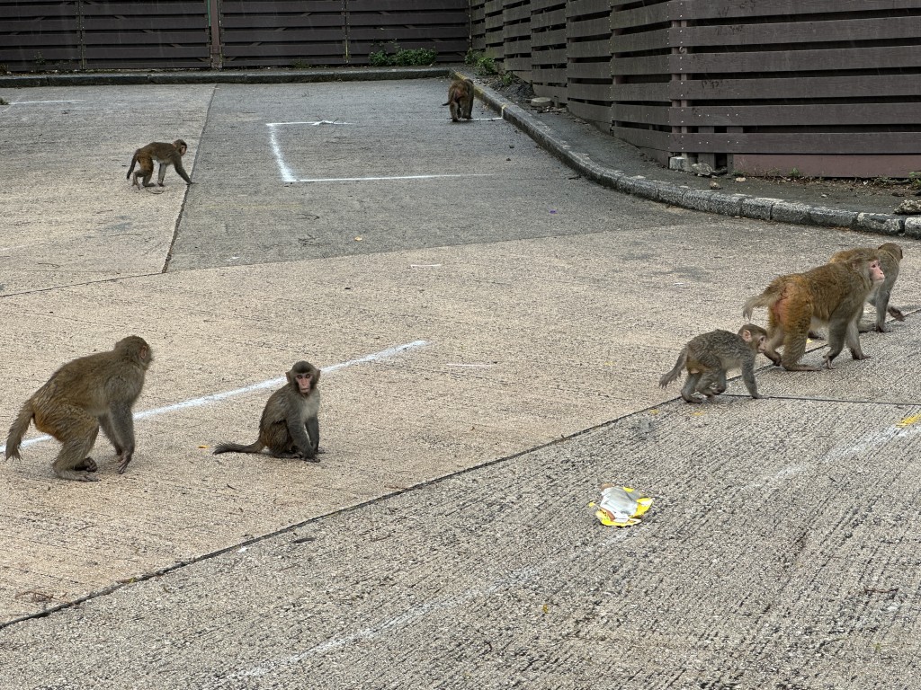 深水埗大埔道一带经常有猴子出没。(梁国峰摄)