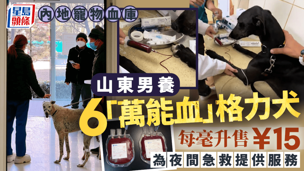 狗血ATM︱寵物輸血利潤豐厚  山東男養6「萬能血」犬每毫升售¥15