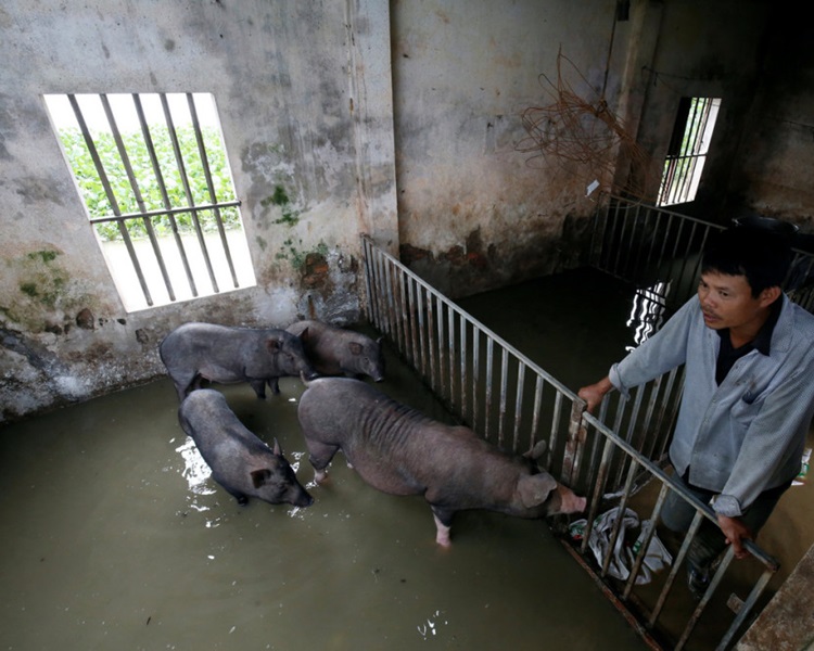 豬場主人欲哭無淚。