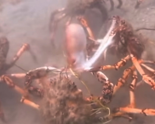 一只章鱼不小心误入正在迁徙的巨型螃蟹地盘，随即惨遭围攻分尸。　影片截图