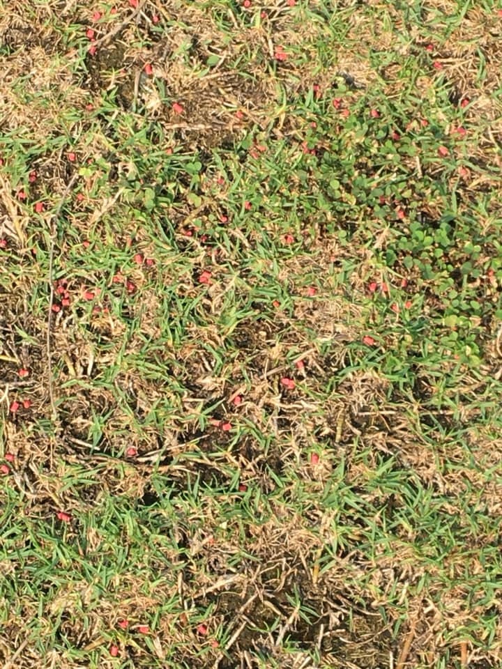 有狗主近日在社交網站發文,指在啟德跑道公園的草地發現大量紅色顆粒物體。網圖