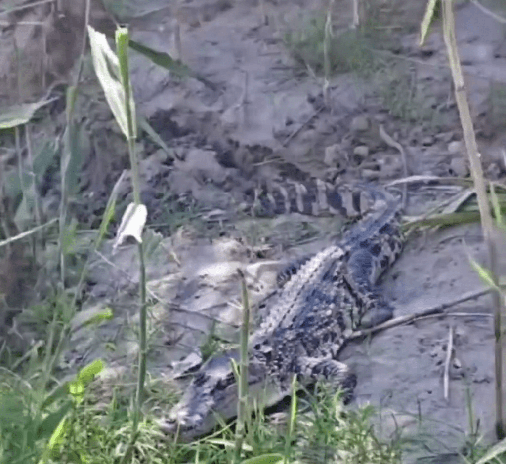 武漢釣魚客長江發現多條鱷魚，拍片上傳網絡。