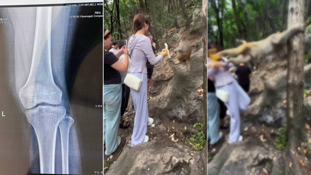 景區拿香蕉逗馬騮，女遊客遭「雙飛踢」。