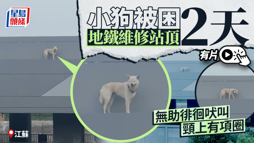 無助小狗困江蘇地鐵維修站頂   網民：已兩天了︱有片