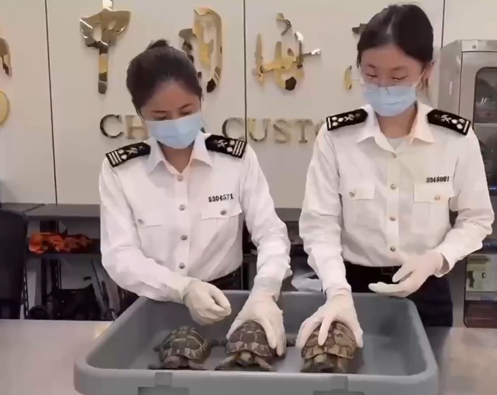 關員在其身上發現3隻瀕危陸龜。