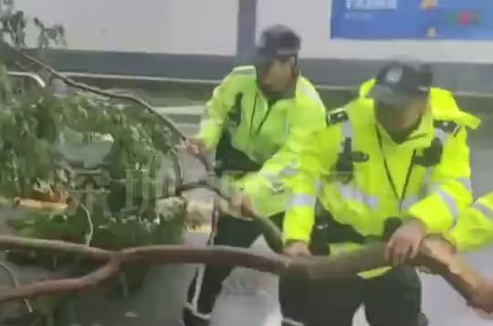 颱風樺加沙影響下，深圳多個路段樹木倒伏，有關部門清理現場。 深圳新聞網