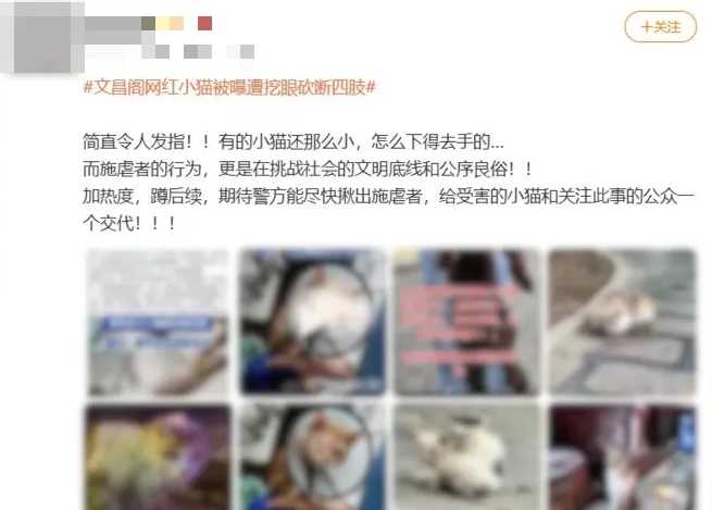 「貴州文昌閣多隻貓被挖眼斷肢」等話題成網上熱話。 「貴州文昌閣多隻貓被挖眼斷肢」等話題成網上熱話。