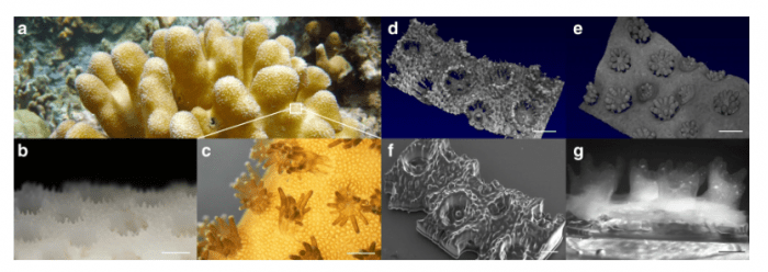 科學家創造出一種3D打印的珊瑚。