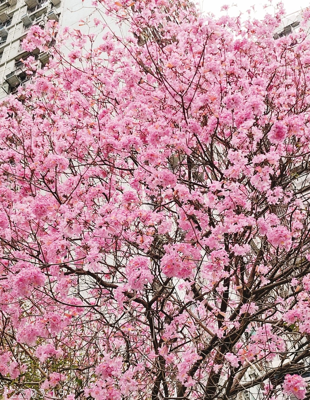  粉紅花滿開、花團錦簇，而且十分茂盛。（圖片來源：FB@香港風景分享組 Ada Hung 授權）