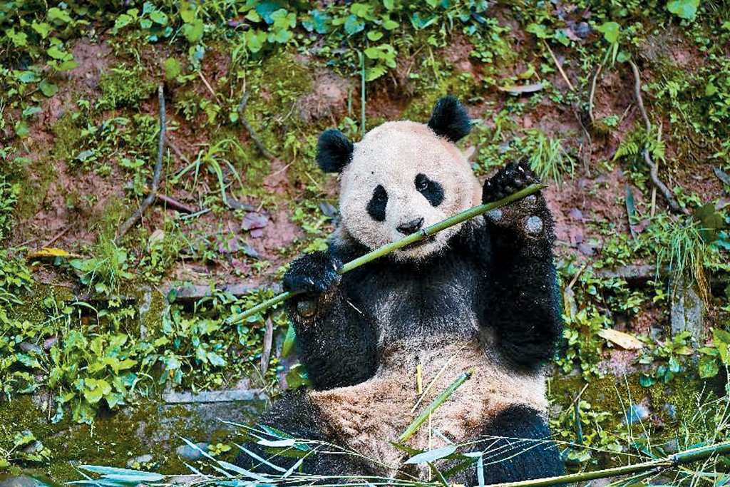 大熊貓「雲川」與「鑫寶」將旅美10年。
