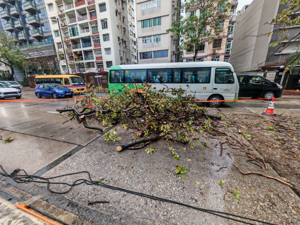 路面遺下斷樹。