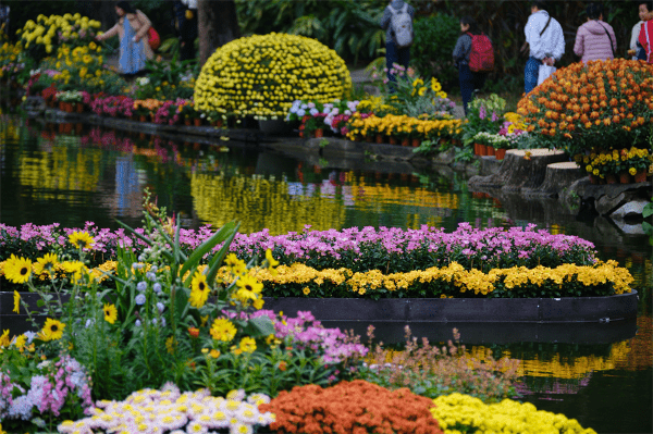 羅湖區東湖公園是今次菊花展的主會場， 主要展示精品菊藝。