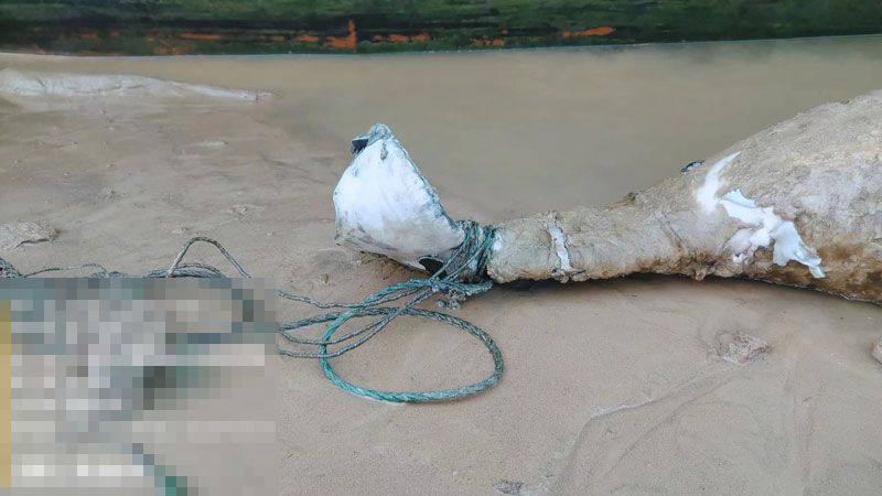 江豚尾部被廢棄的漁網纏繞多圈。網圖