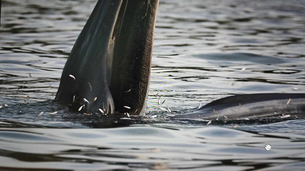 小鲸鱼不时张口捕食。读者提供