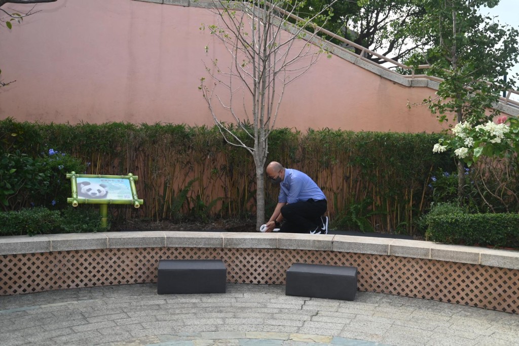 經處理的安安骨灰於今日埋放在其故居「香港賽馬會四川奇珍館」前的土壤、一棵新種植的銀杏樹下。