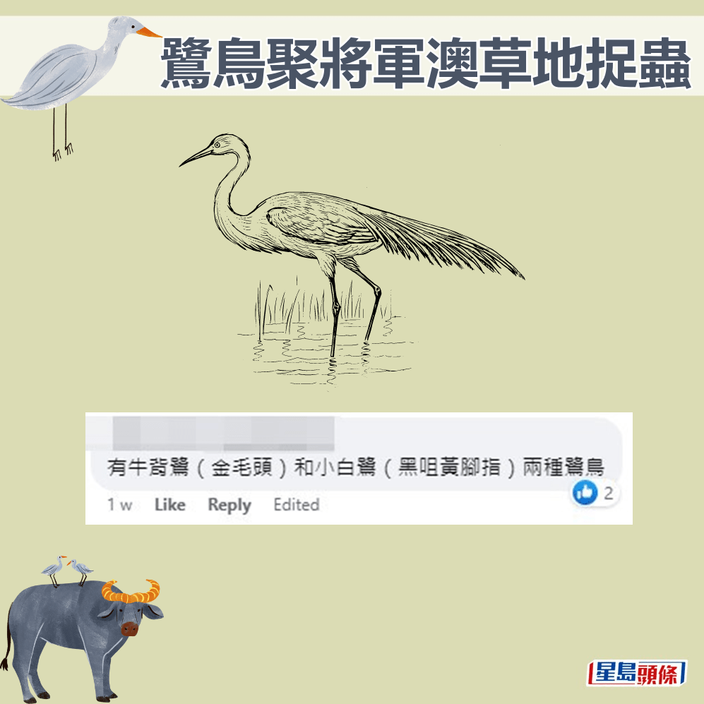 网民：有牛背鹭（金毛头）和小白鹭（黑咀黄脚指）两种鹭鸟。fb「将军澳主场」截图