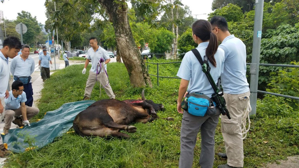 一隻成年雄性黃牛西沙公路遭的士撞傷，因傷得太重需人道毀滅。