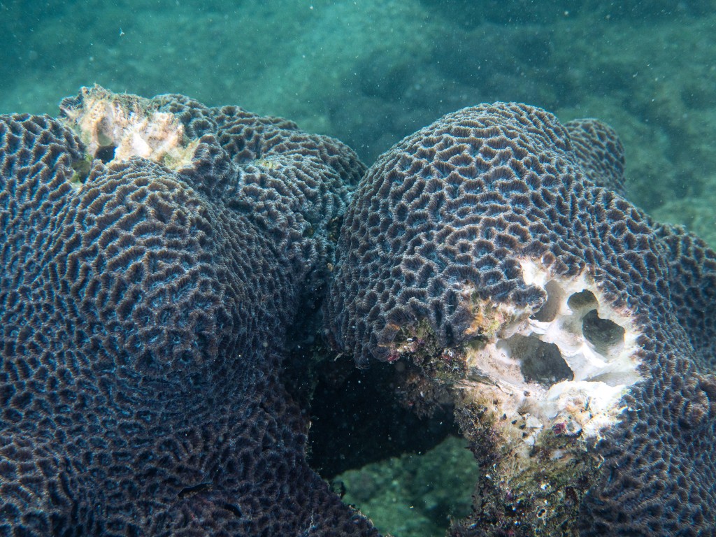 潜水行为或会破坏珊瑚。WWF图片