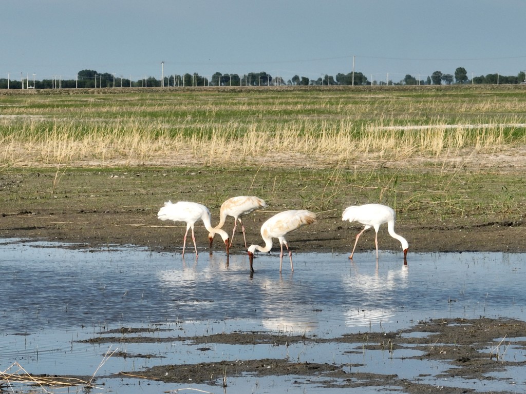 鄱阳湖位于江西北部，是每年南下候鸟必经之地。  中新社