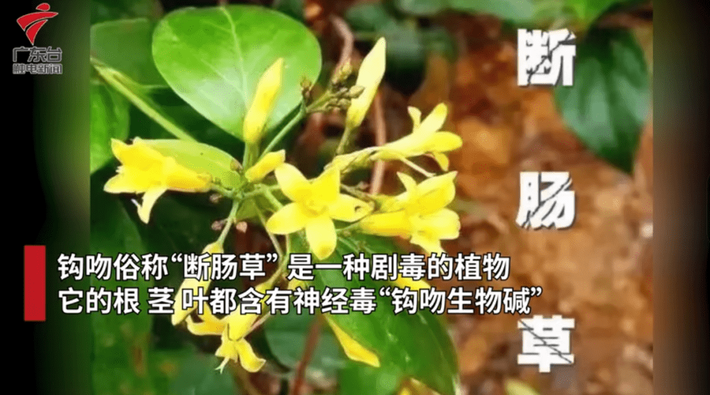 鈎吻（斷腸草）是一種劇毒植物（影片截圖：廣東台觸電新聞）