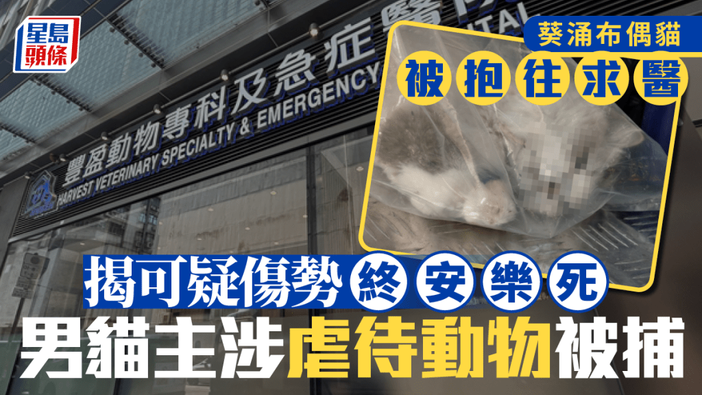 動物醫院發現求醫貓隻傷勢可疑，警方拘捕男貓主。林思明攝
