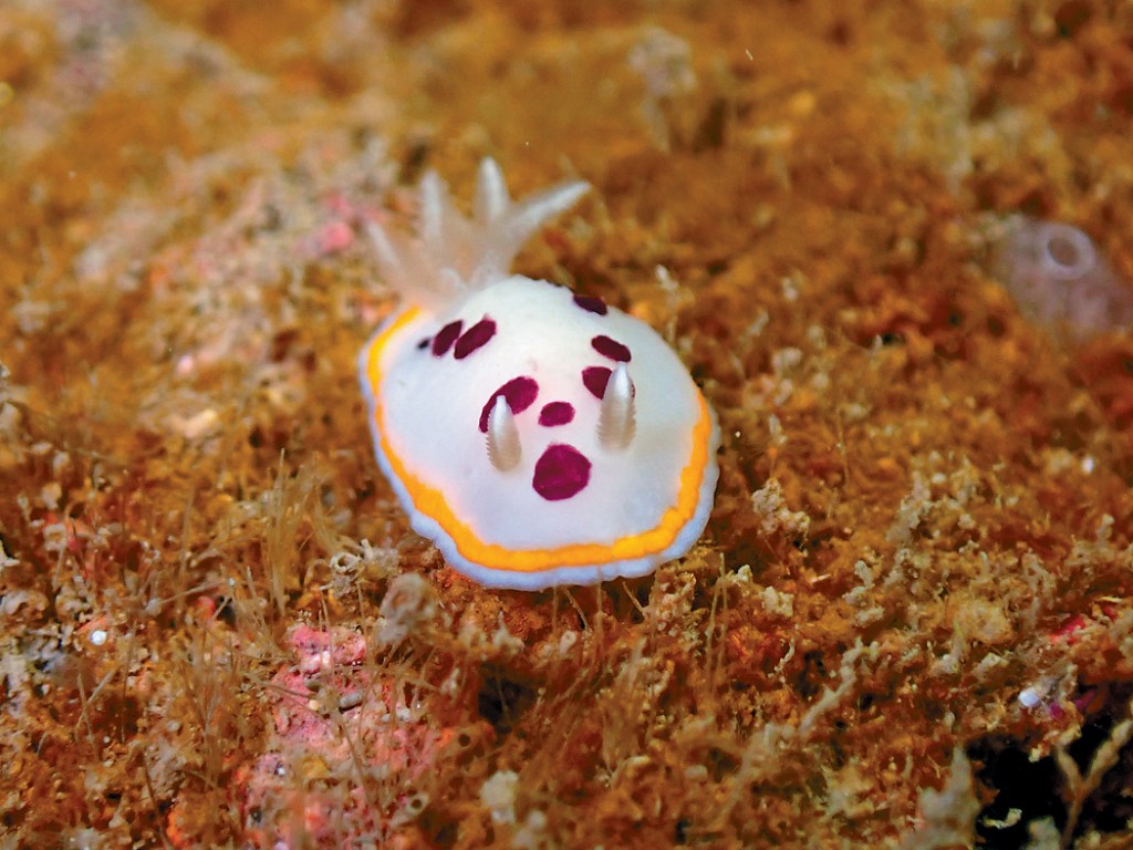 部分海蛞蝓有炫亮的顏色。圖為小丘角鰓海牛（Goniobranchus tumuliferus）。