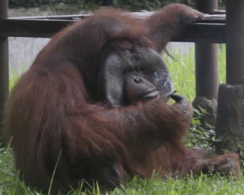 印尼動物園猩猩吸遊客二手煙頭 。AP圖片