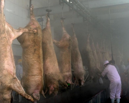 佛山有公司涉售死豬出市場，停業整頓。網圖