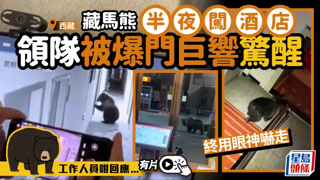 藏馬熊︱西藏領隊酒店瞓至半夜被爆門  眼神嚇退野生棕熊︱有片