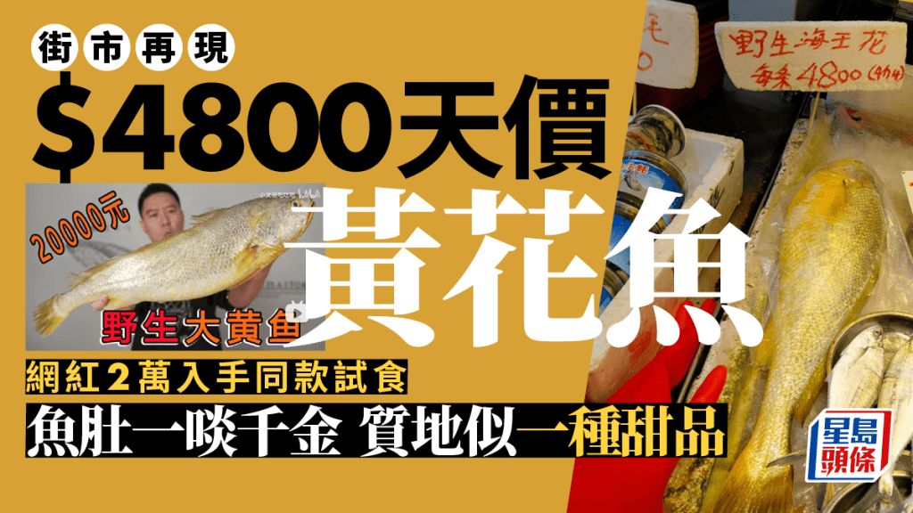 香港再現$4800天價海黃花 大陸網紅2萬入手拍試食片慘被嘲笑│飲食熱話