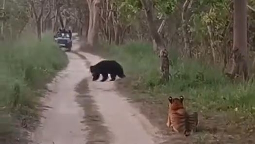 印度的野生動物保護區，遊客目睹熊虎鬥。
