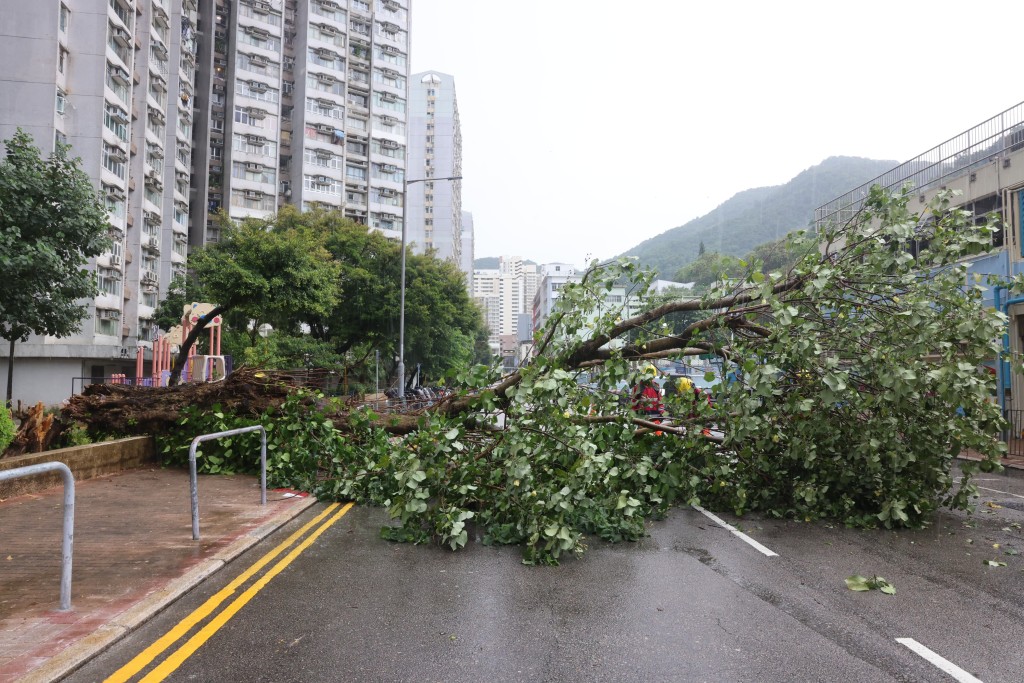 大樹倒塌橫亙在馬路上。