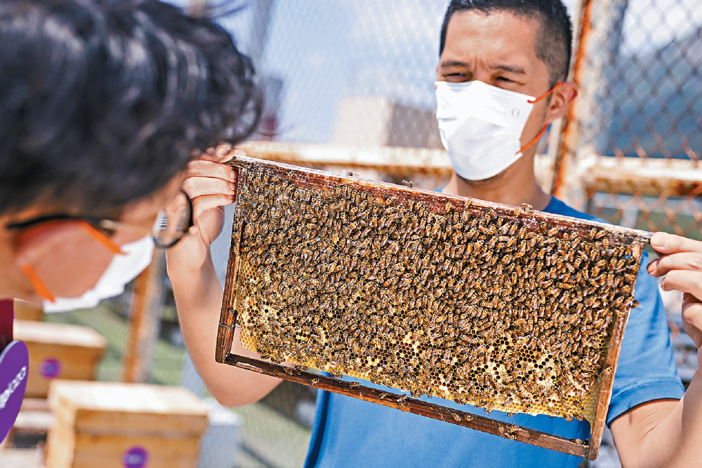 ■屯門市廣場聯同本地蜜蜂及環境保育團體「生態先鋒」一同推廣「城市養蜂」（Urban Beekeeping）的可持續保育理念。