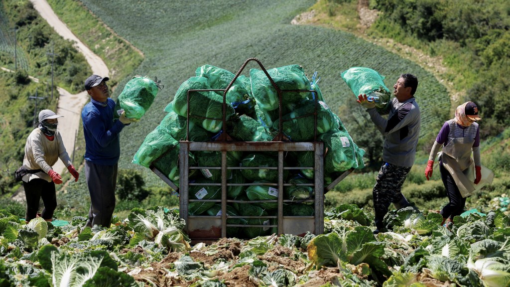 江陵大白菜田的农夫正在包裹白菜。 路透社