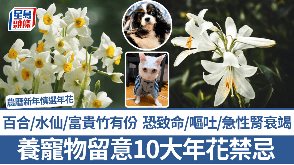 農曆新年2026｜養寵物留意！10大年花/植物禁忌 百合/水仙/富貴竹有份 恐致命/嘔吐/急性腎衰竭