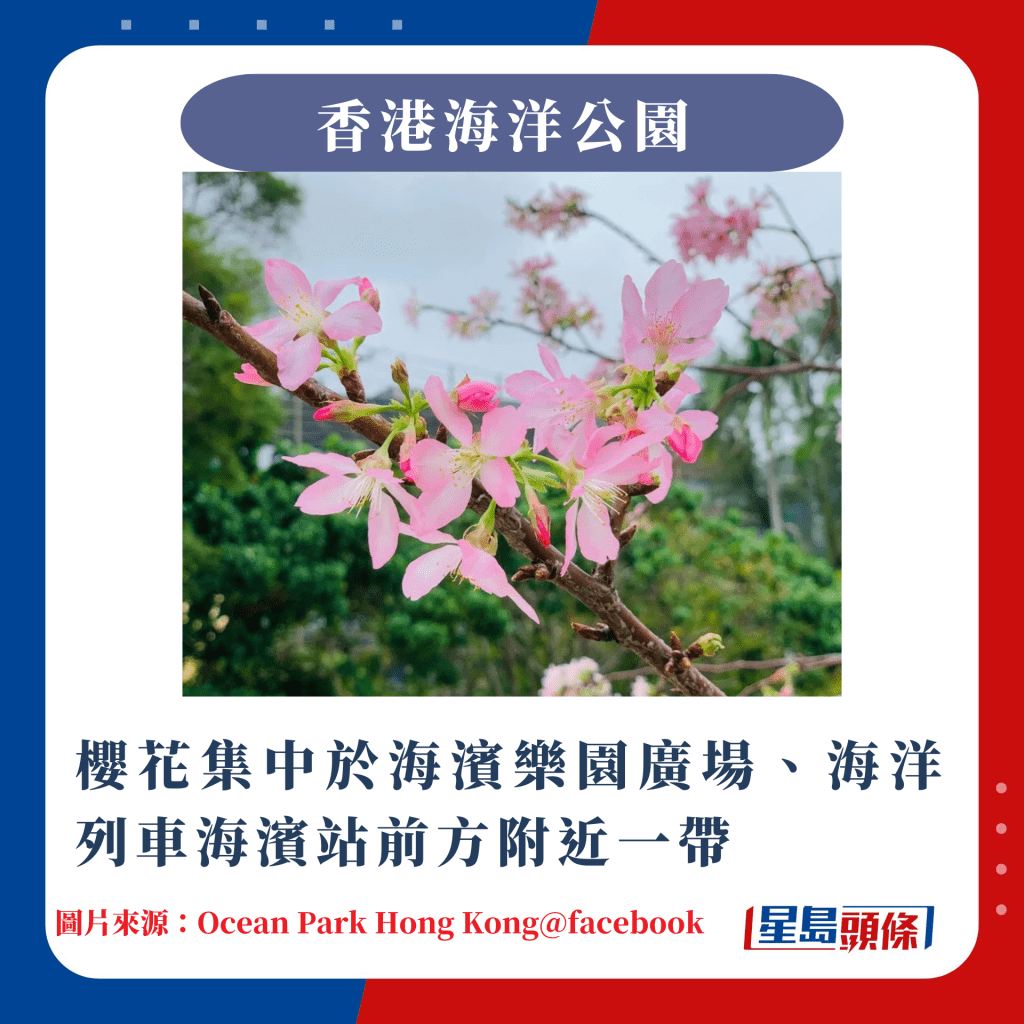 香港10大赏樱热点｜樱花集中于海滨乐园广场、海洋列车海滨站前方附近一带
