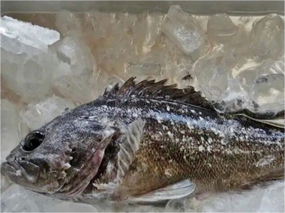 日本福島早前驚現輻射魚，當局已經即時暫停出貨。